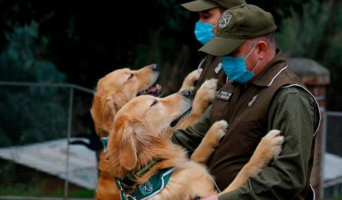 Il Cile mette in campo i cani bio detector per fiutare il Covid-19