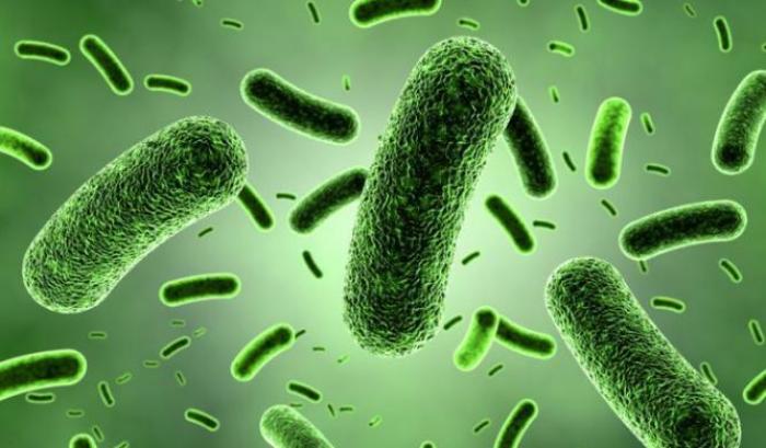 Anche i batteri hanno i propri organi interni e sanno organizzarsi