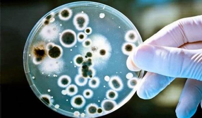 Batteri resistenti agli antibiotici: arriva da Singapore il super peptide