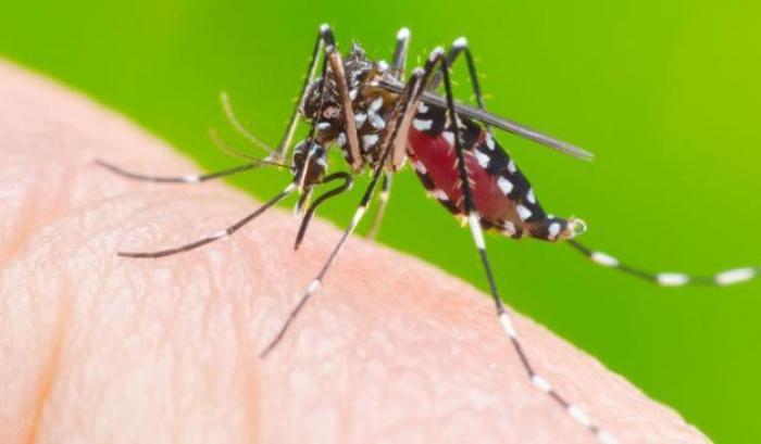 Febbre Dengue, scoperto il batterio che stermina le zanzare infette