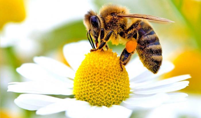 Il veleno delle api come barriera per combattere il tumore del seno
