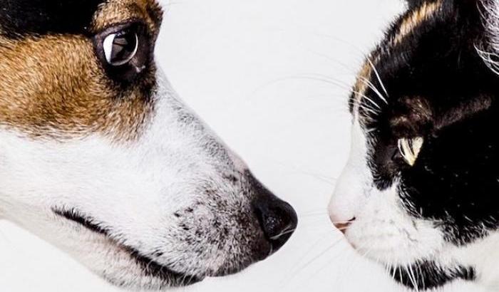 Diabete nei cani e nei gatti, test gratuiti  per i pet fino al 30 novembre