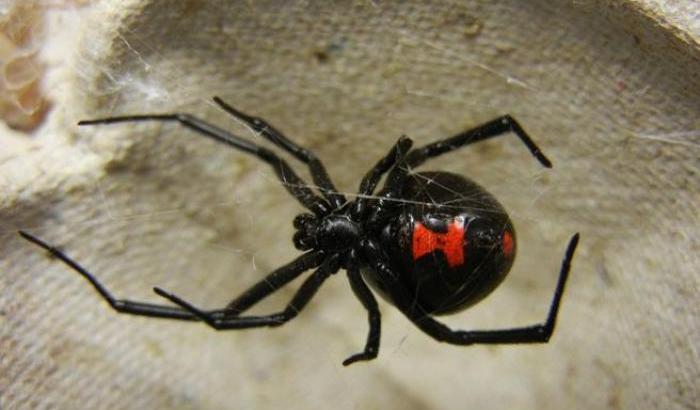 Il morso del ragno può provocare infezioni resistenti agli antibiotici